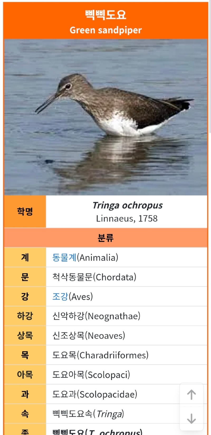 조류학자들의 새 네이밍 센스...(센스 안좋음)