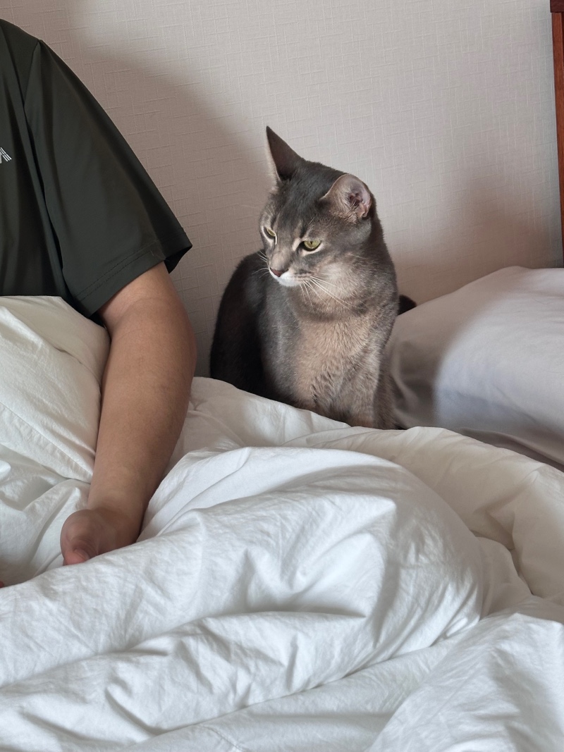 만져주세요 ~~~애교냥이