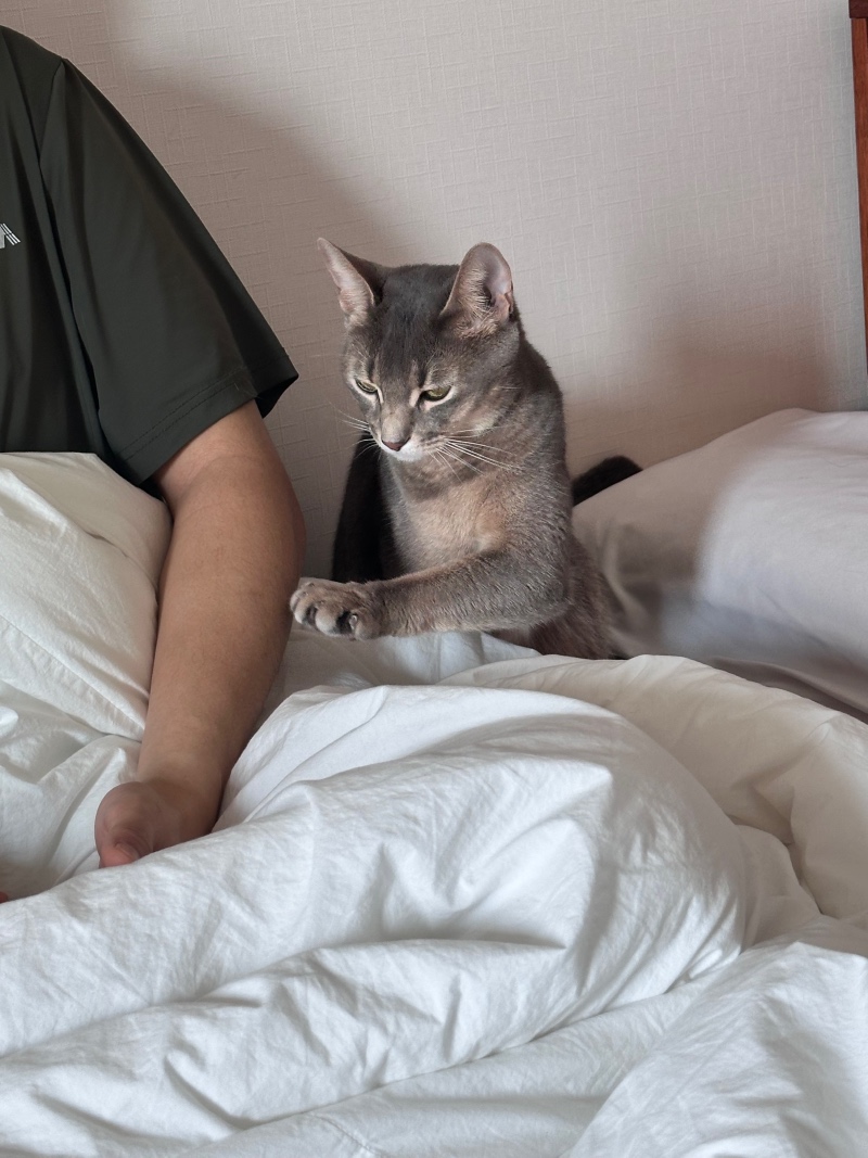 만져주세요 ~~~애교냥이