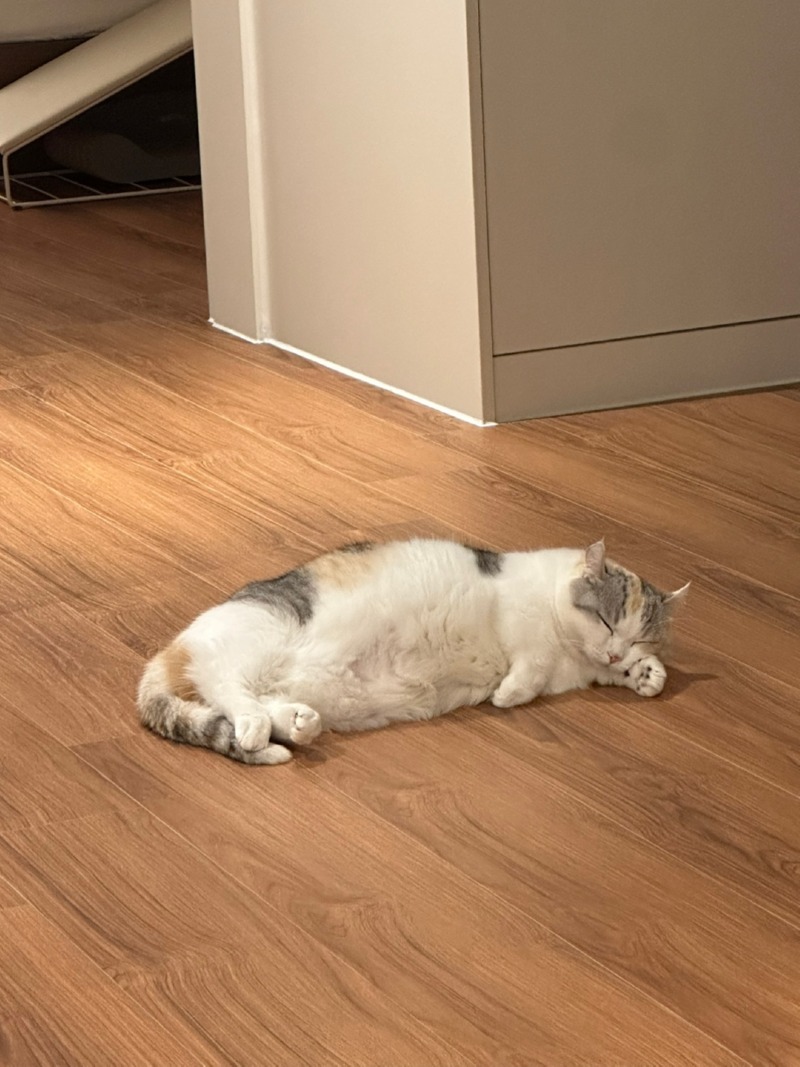 살찐 고냥이