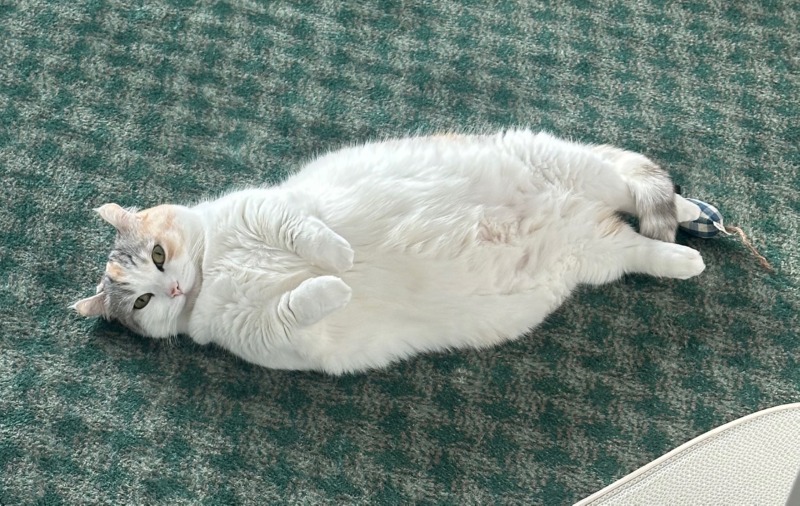 살찐 고냥이