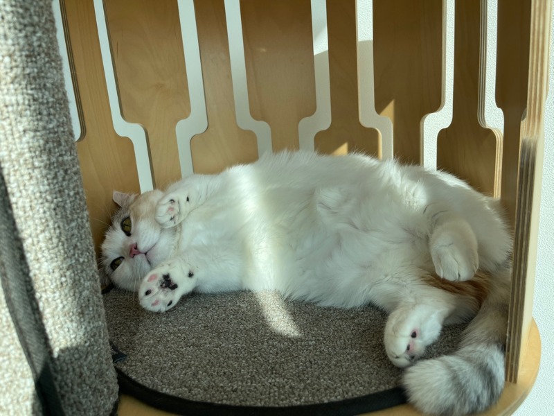 살찐 고냥이