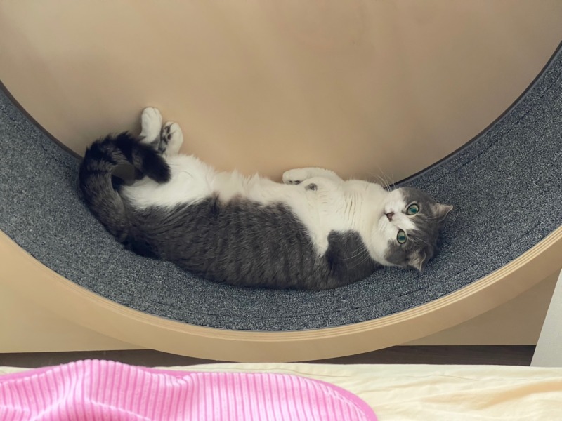 캣휠 좋아함