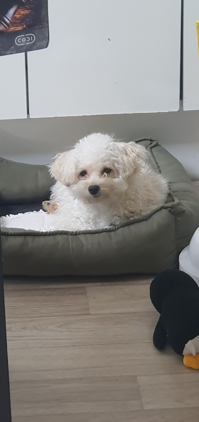 귀여웡