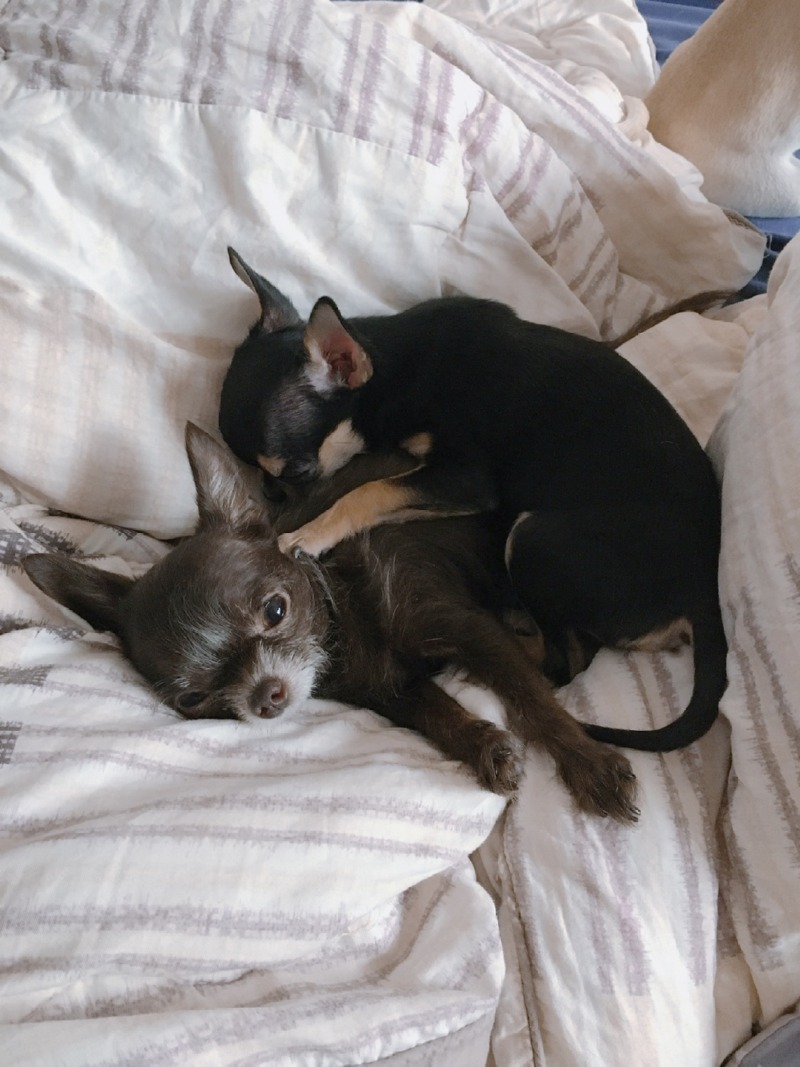다정한남매 꾸미&미미