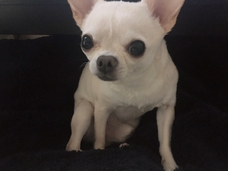 다미는오늘도 감시중