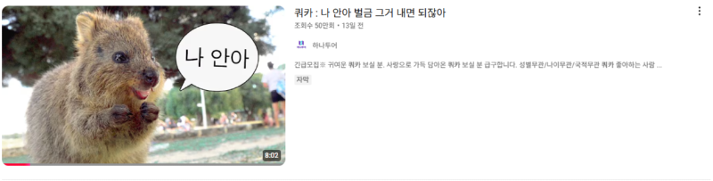내가 제일 좋아하는 쿼카 영상 올려버린 유튜브 채널 (.feat 하나투어)