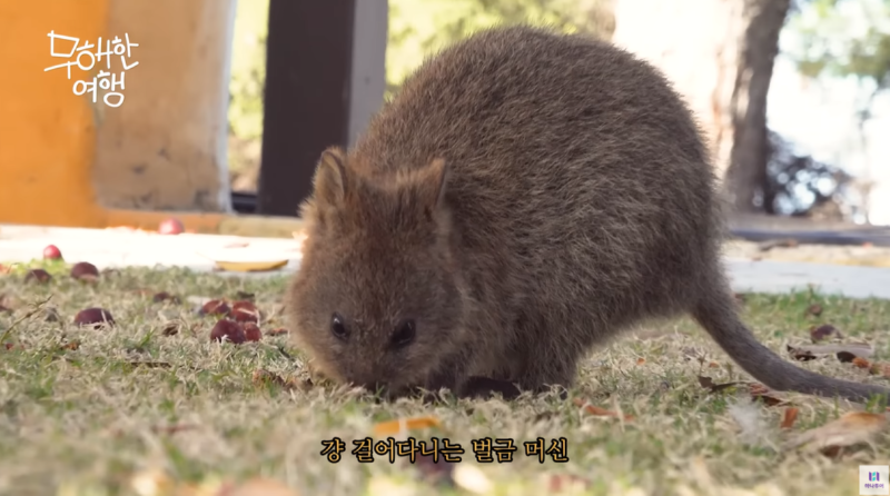내가 제일 좋아하는 쿼카 영상 올려버린 유튜브 채널 (.feat 하나투어)