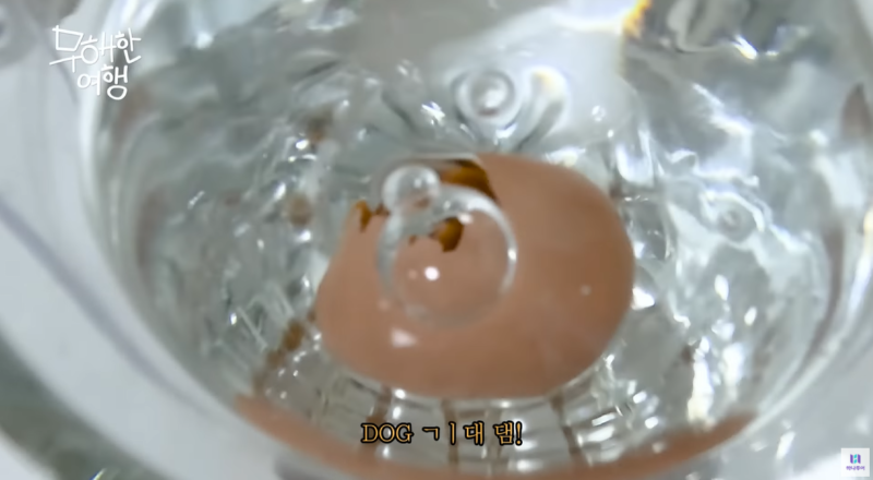 내가 제일 좋아하는 쿼카 영상 올려버린 유튜브 채널 (.feat 하나투어)