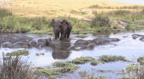 f4e550283eafa5e74a5c26b7f14df1208eb62909.gif