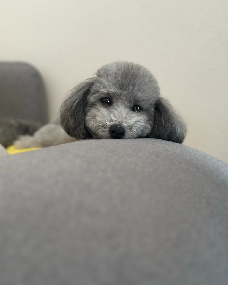 뽀얀 설이