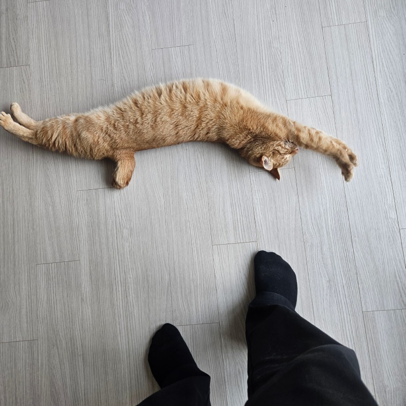 주인 와서 기분좋은 고양이~