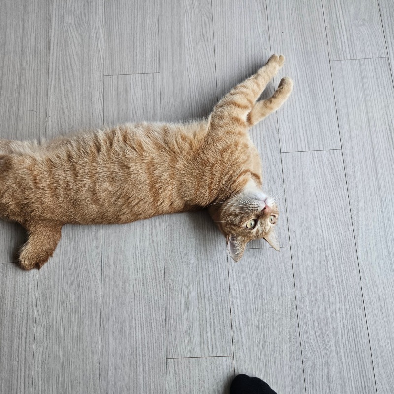 주인 와서 기분좋은 고양이~