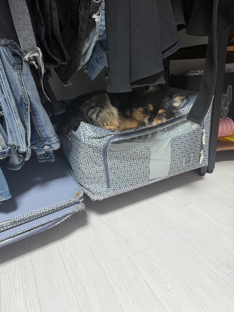 숨어있는 강아지