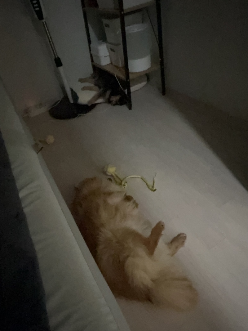 자기집을 싫어해요
