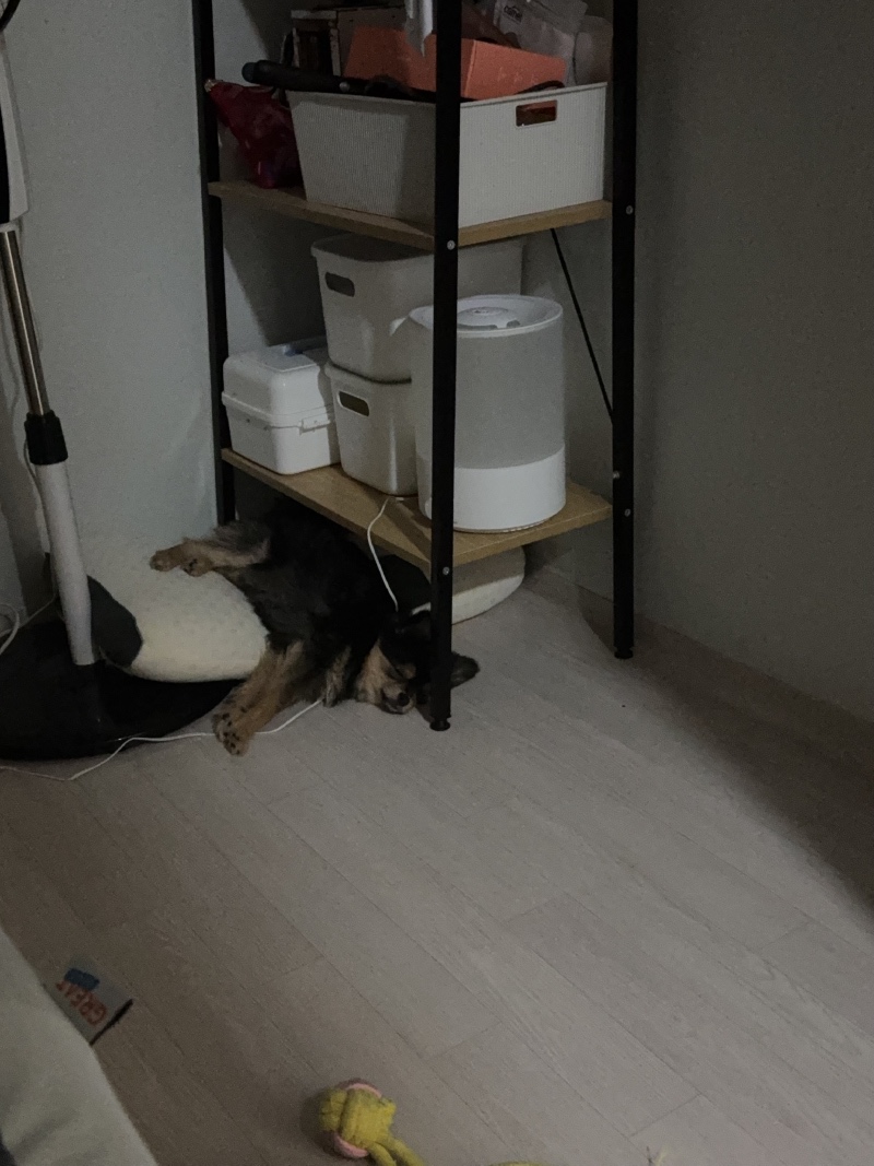 숨어있는 강아지