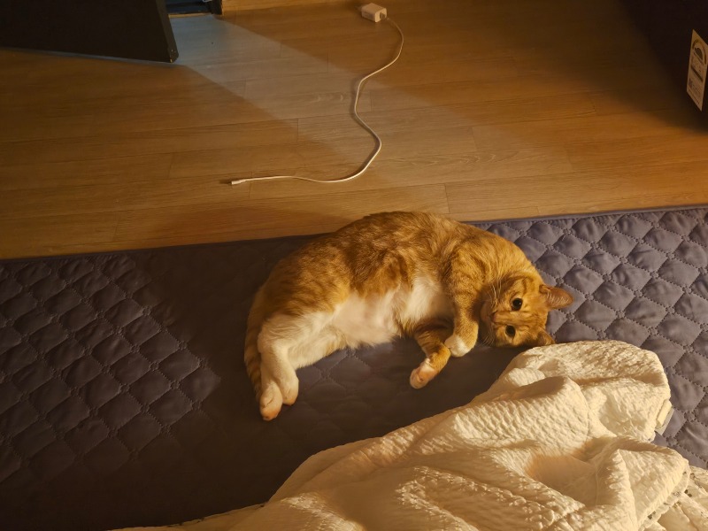 냥팔자 상팔자