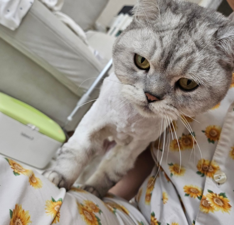 만지라냥