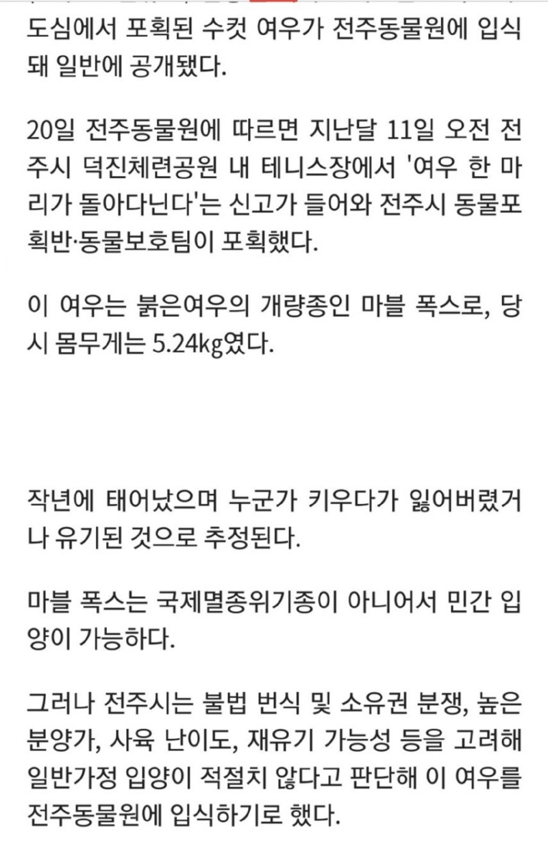전주에서 포획된 여우 근황.jpg