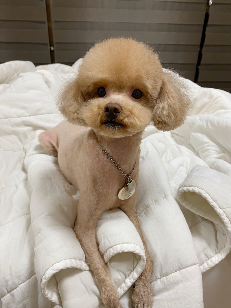 신입 초코 인사올립니당