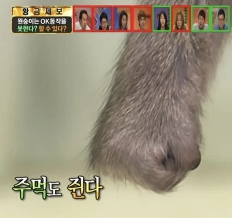 원숭이랑 만나면 주의해야 할 점. 