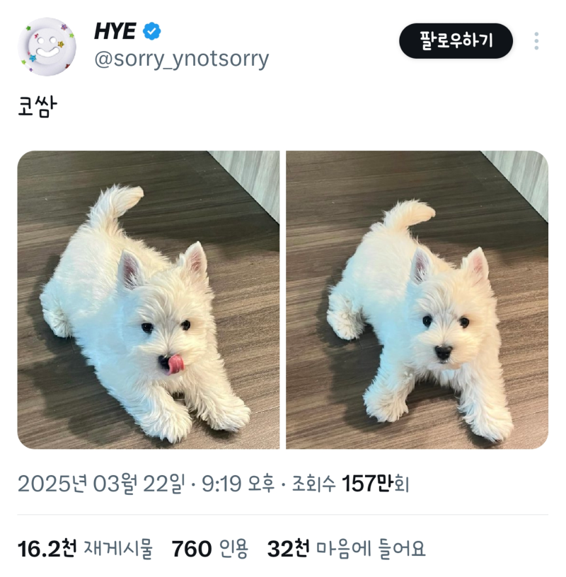 장난감 같이 생긴 강아지