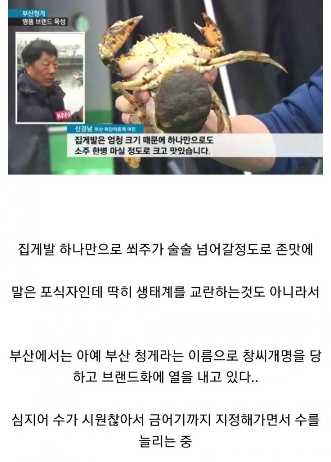 생태계 파괴 외래종 꽃게 근황