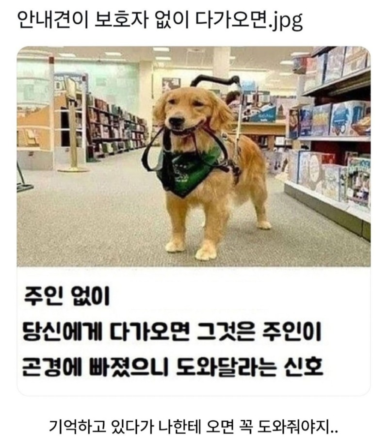 안내견이 보호자 없이 다가오면.. 
