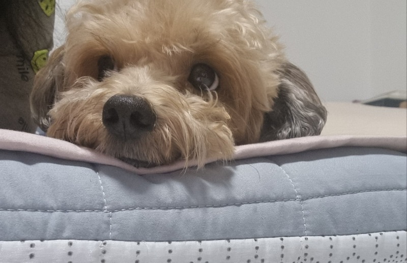 귀염뽀짝 토리