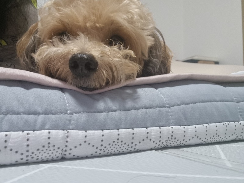 귀염뽀짝 토리