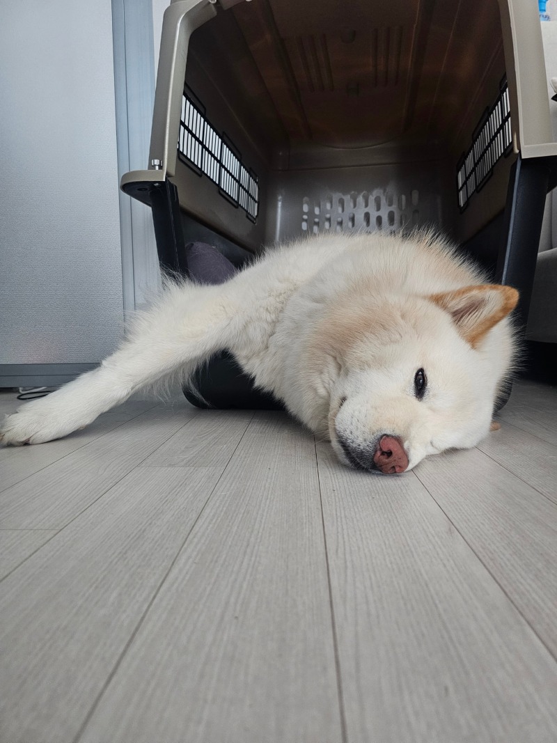 지루한 대형견