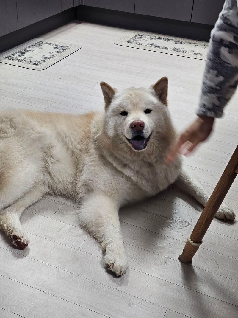 기분 좋은 대형견