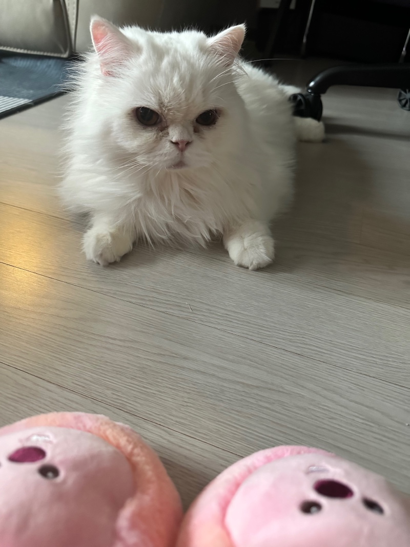 고양이 키우는 친구집에 놀러왔어요