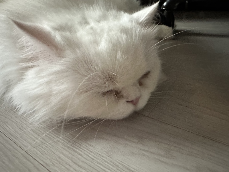 고양이 키우는 친구집에 놀러왔어요