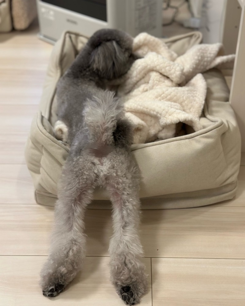 롱다리 설이