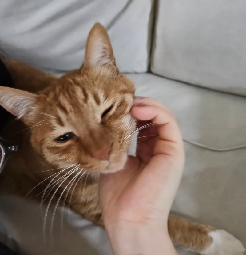 냥팔자 