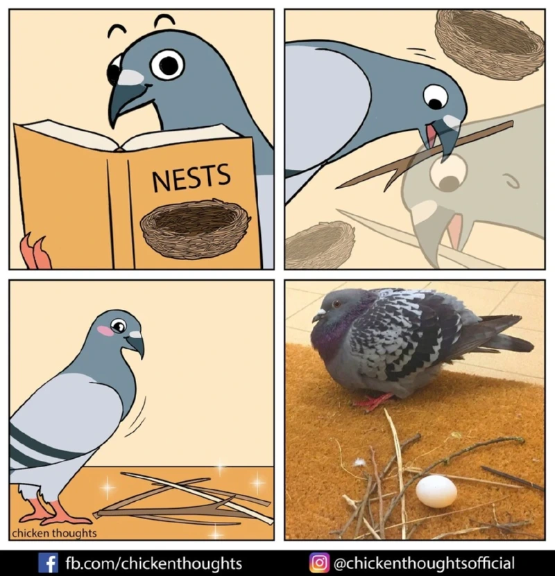 상상을 초월하는 비둘기 