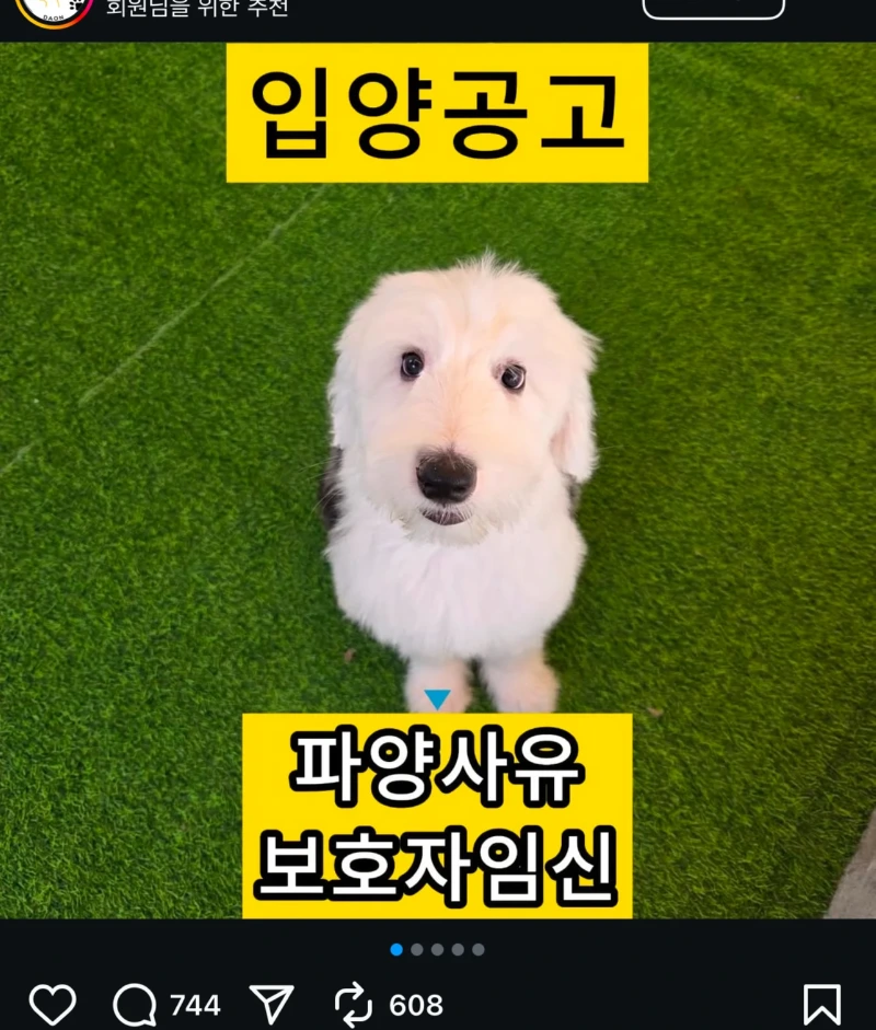 파양 사유 : 보호자 임신