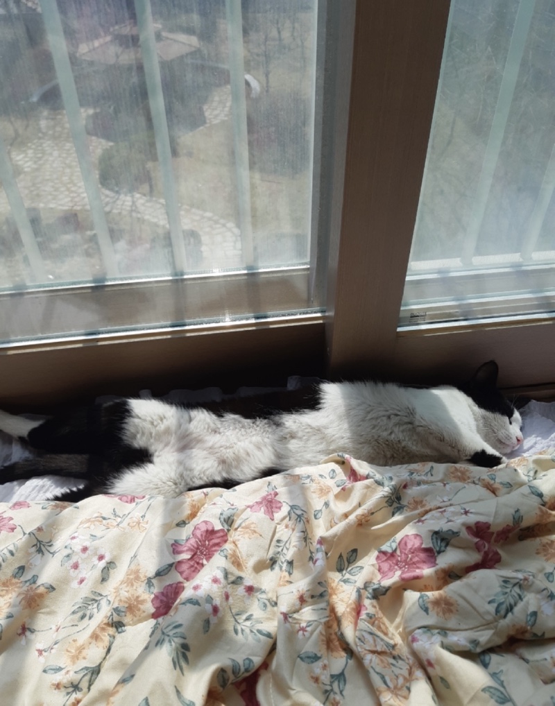 길냥이 고양이.치료중