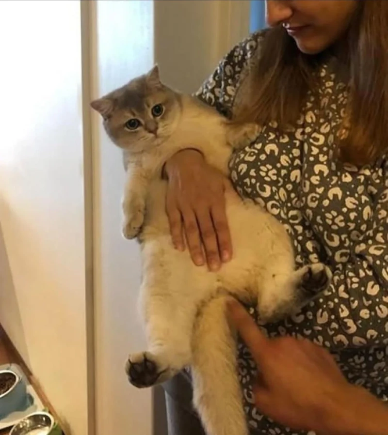 관통(?)당한 고양이 