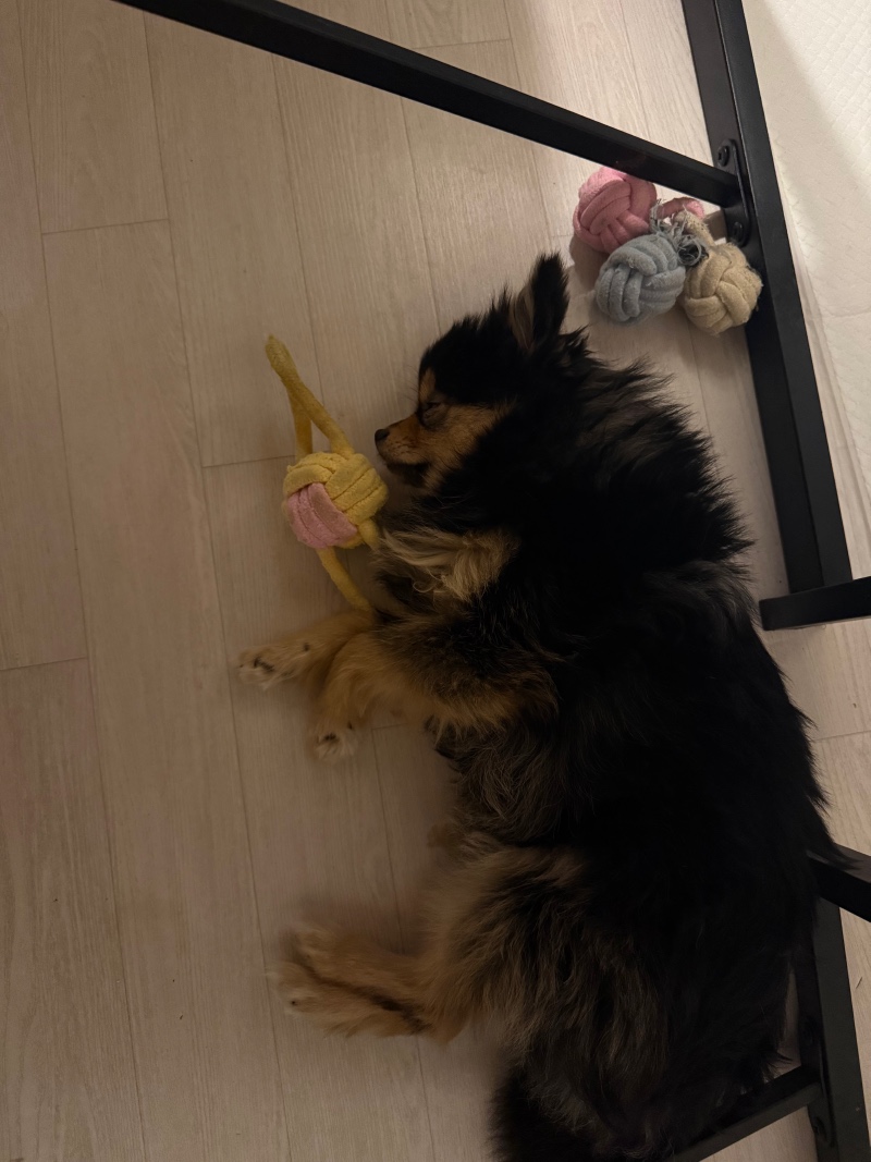 귀여워유