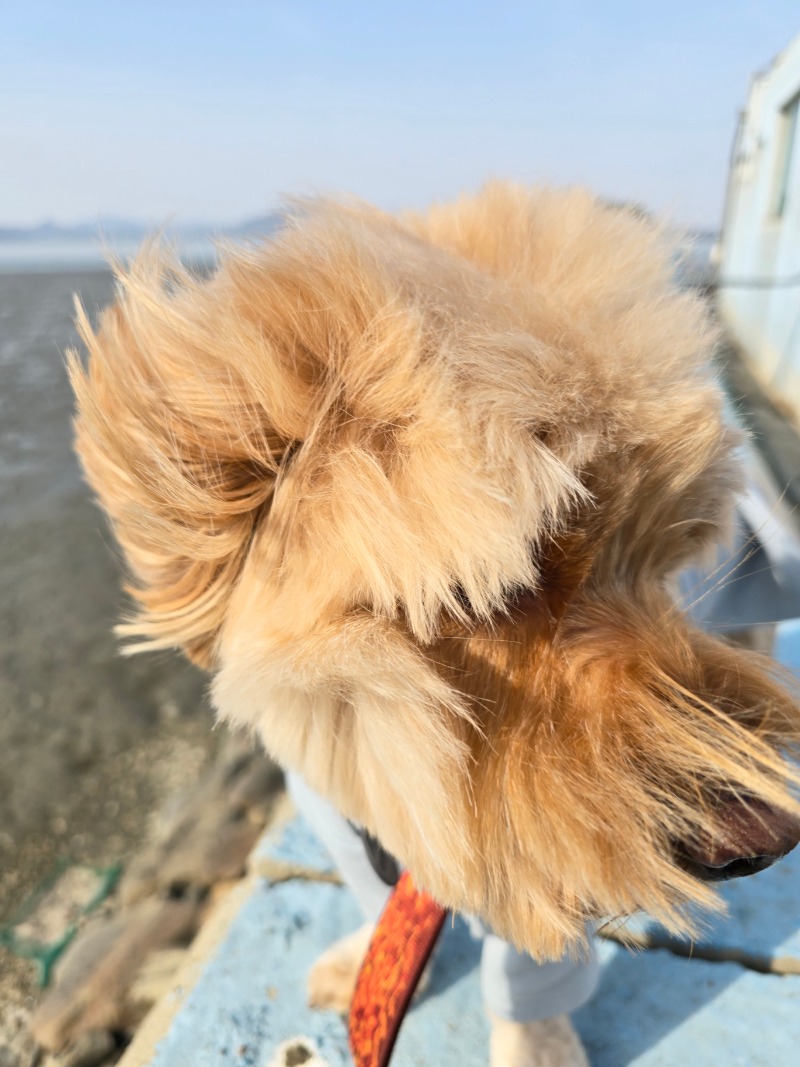 인천 예단포 미단시티공원전망대, 반려견과 함께하는 끝장경치!