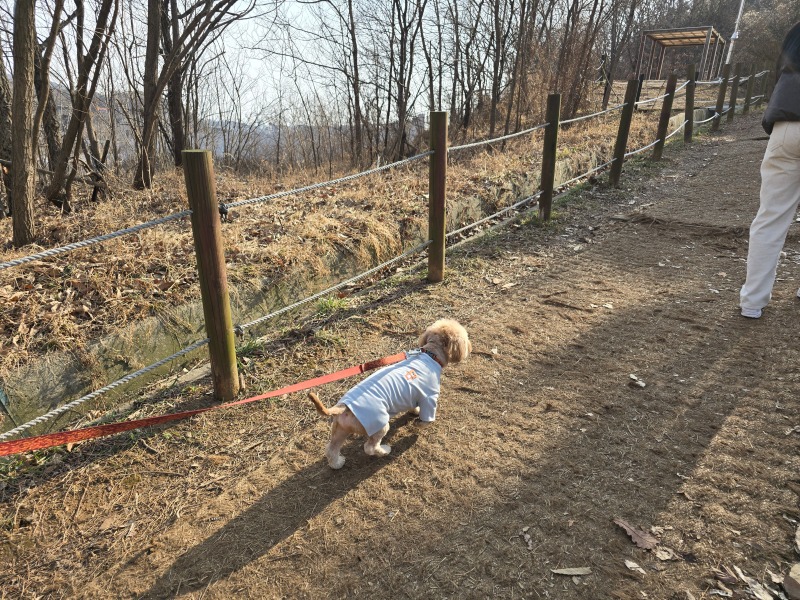 인천 예단포 미단시티공원전망대, 반려견과 함께하는 끝장경치!