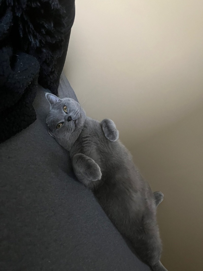 gpt가 그려준 펨붕이네 고양이 