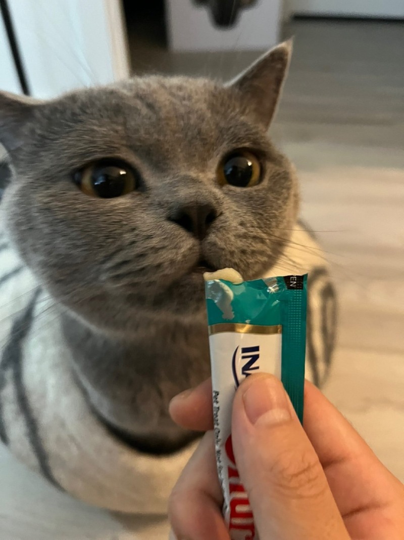 gpt가 그려준 펨붕이네 고양이 