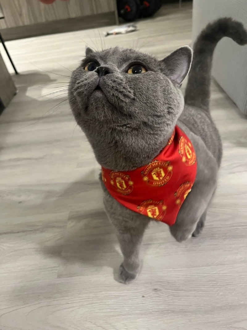 gpt가 그려준 펨붕이네 고양이 