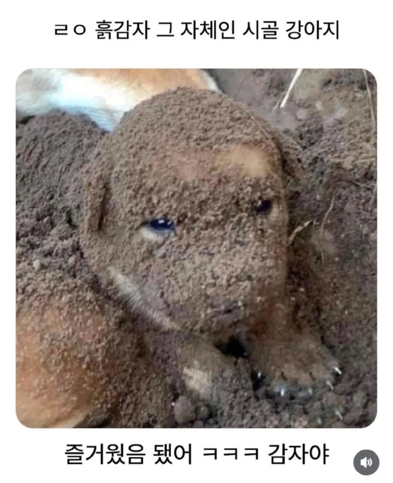 감자가 된 강아지