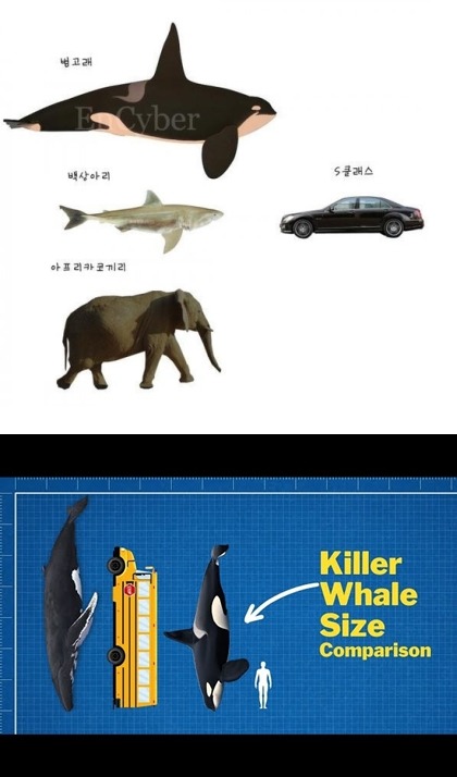 범고래-vert.jpg