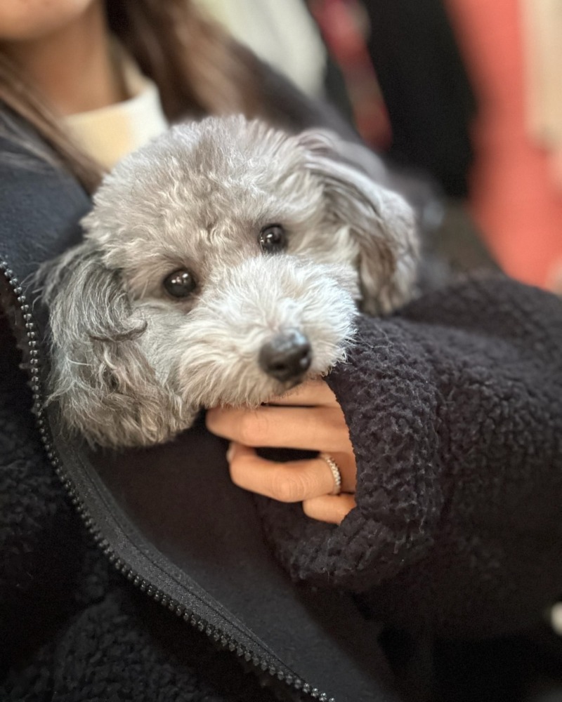 품 속의 설