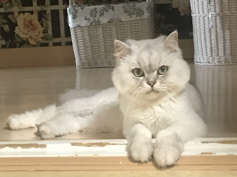 문턱 위 나나